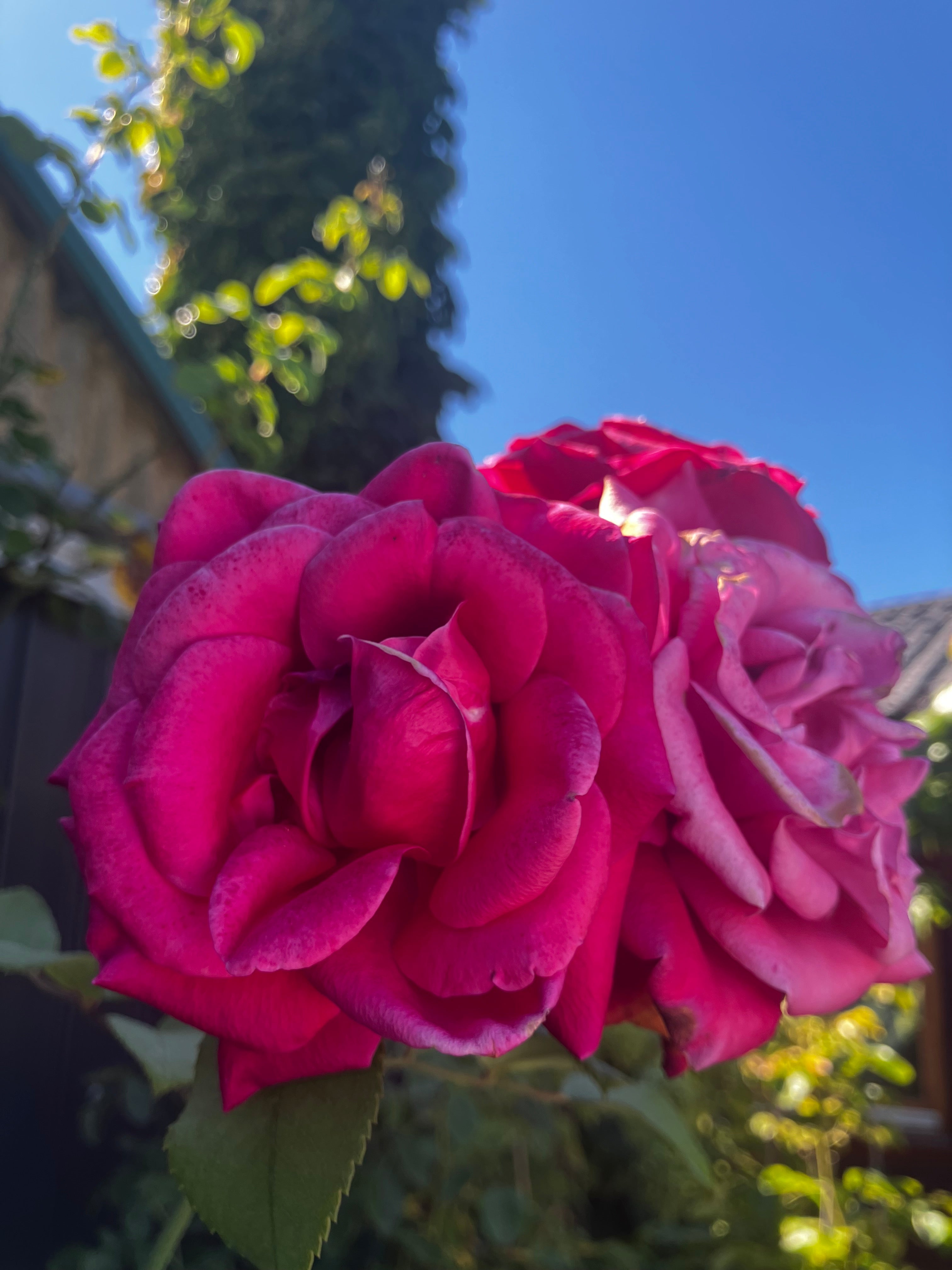 Edelrose 'Charisma'® / Rosa 'Charisma'®